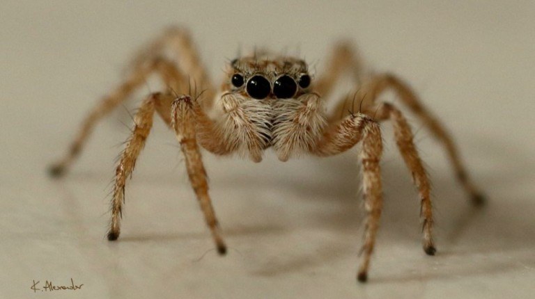 Critical Thinking In Spidery Prose
