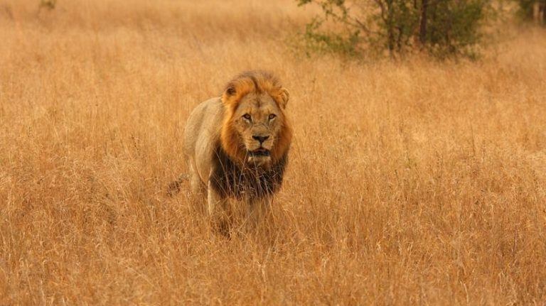 Don’t Shut Down That Amygdala, Please: How To Not Scare Off Learners