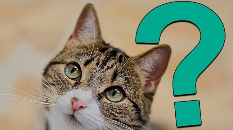 Did Learner Curiosity Kill The Valedictorian?