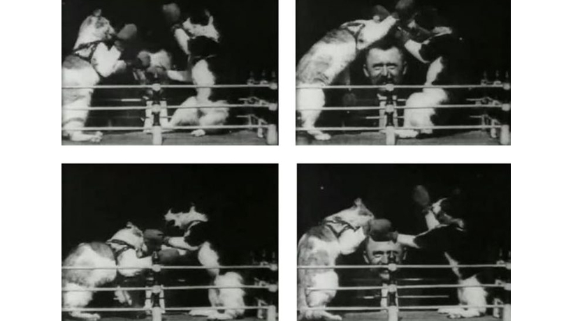 Galloping Horses To Boxing Cats: Movies In Education