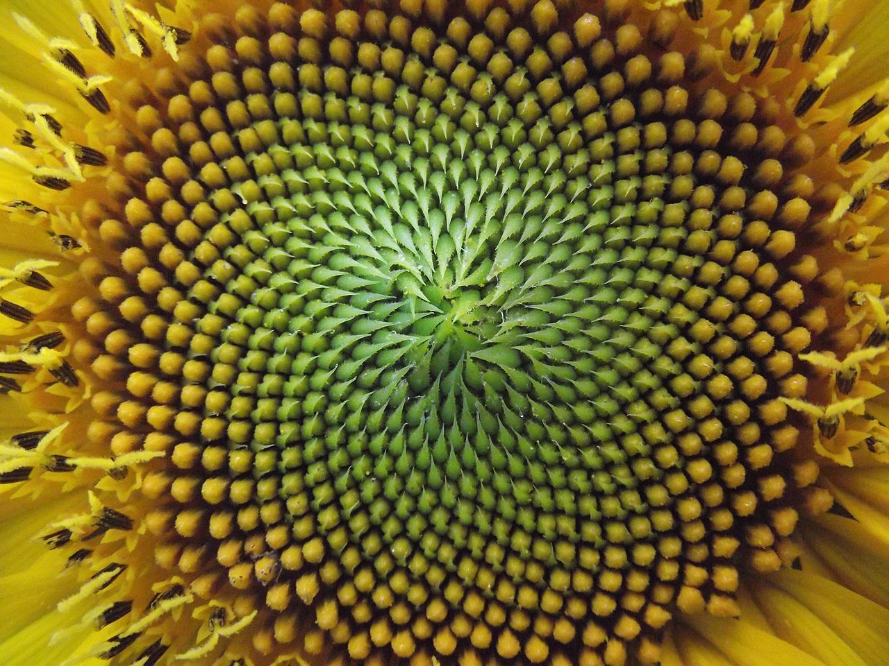 A sunflower demonstrating the Fibonacci Spiral