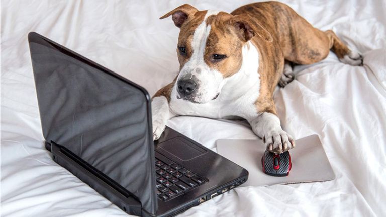 The Online Disinhibition Effect And eLearning