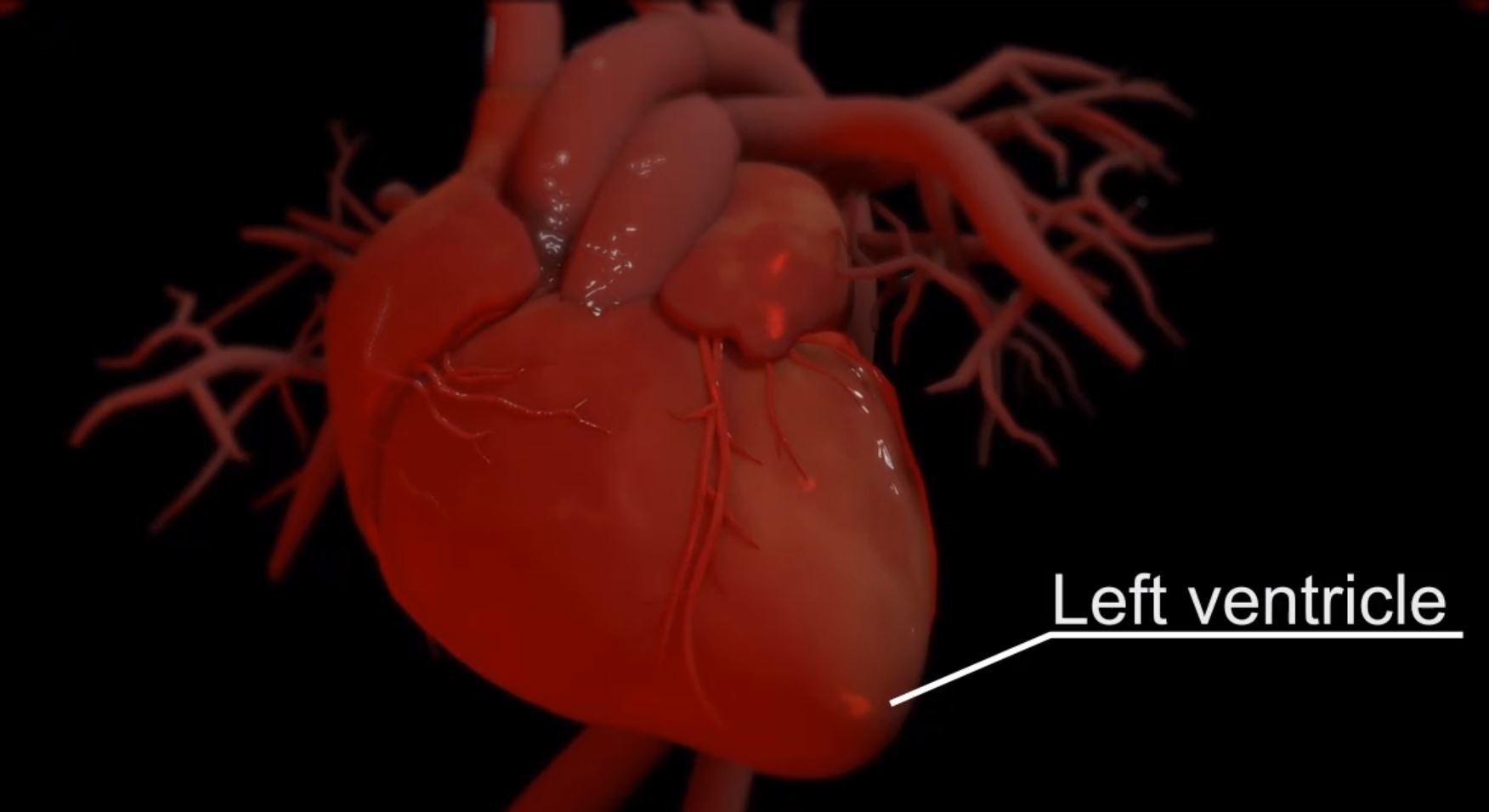 A 3D animation describing the human heart's parts and functioning.