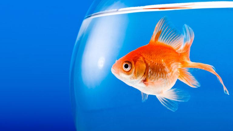 Why eLearning Is Beneficial For Shrinking Attention Spans