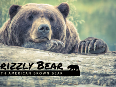 Screenshot of hiCreo