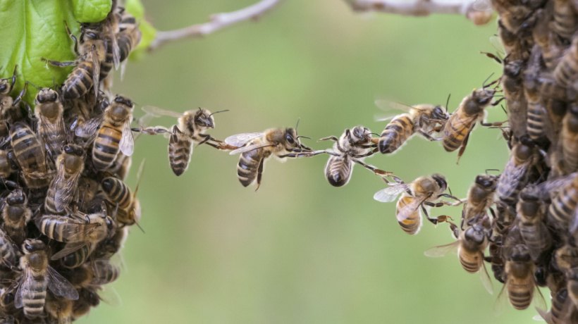 What Can Bees Teach Us About Teamwork?