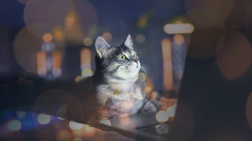 Through Feline Eyes: Unveiling New Perspectives In eLearning