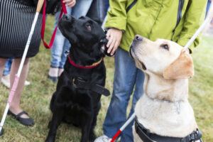Transforming Training At Guide Dogs With A Digital-First Approach