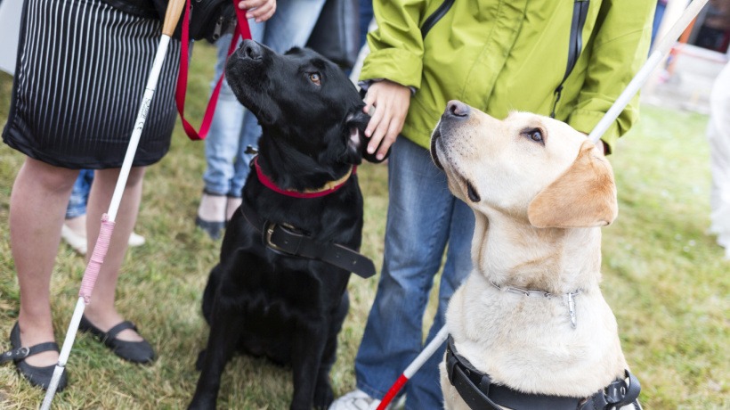 Transforming Training At Guide Dogs With A Digital-First Approach