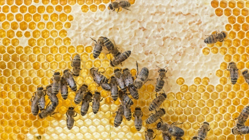 How To Leverage Bee Behavior In Education