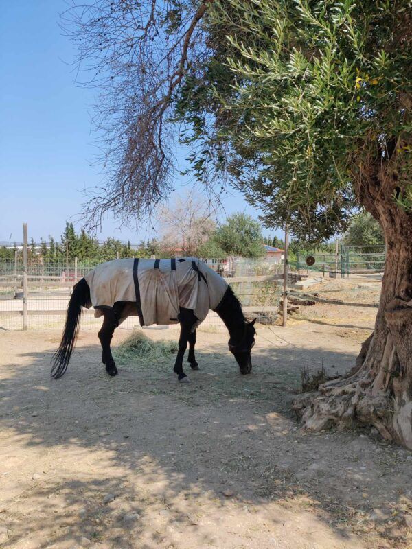 The Hellenic Society For Equine Welfare: eLI's CSR Visit