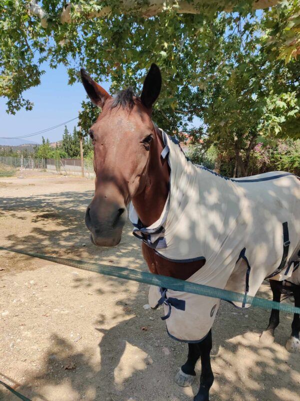 The Hellenic Society For Equine Welfare: eLI's CSR Visit