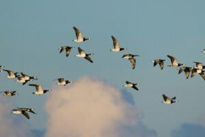 LMS Migration: How To Successfully Migrate Your Learning Management System